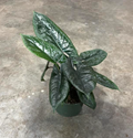 6" Alocasia Scalprum